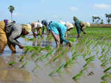 Climate change affects major crops in India: Study