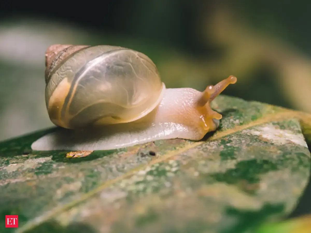 How this tiny slug stopped dozens of trains, delayed 12,000 people in ...