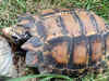Tortoise species new to India discovered in Arunachal jungle