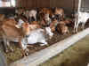 Assam police arrest cattle smuggling kingpin