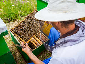 beekeeper-getty