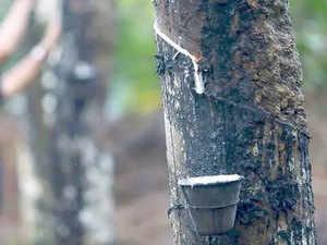 rubber-cultivation