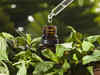 Mentha oil edges up; pullback seen towards Rs 1,250-1,260