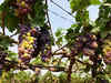 Sahyadri Farms emerges as India’s largest grape exporter of 2018-19