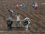 Why India needs to act swiftly on pragmatic plans to fix its agrarian crisis 1 80:Image