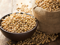 Soybeans may be next market to surge as US showers drag on