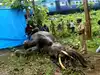 Elephant fatalities