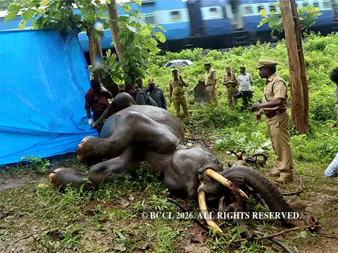 Elephant fatalities