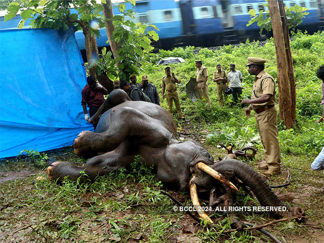 Elephant fatalities