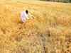 Gujarat to junk crop insurance scheme, set up own fund