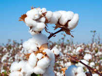 cotton