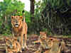 Special Rs 350-cr package for conservation of Gir lions: Minister