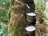 Government may cut import duty on rubber