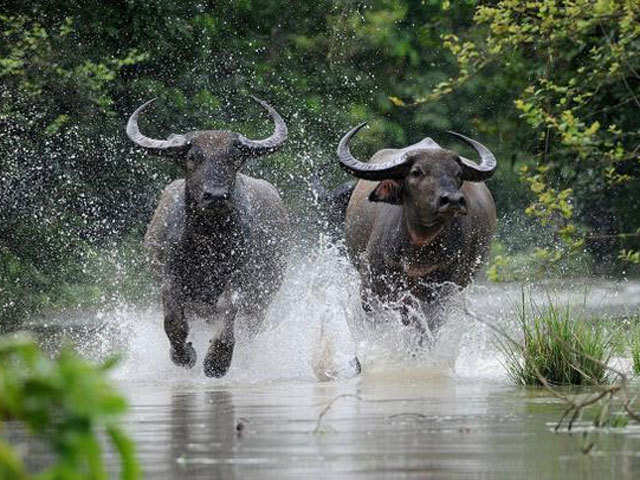 ​Wild buffalos in floodwaters