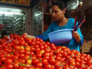 Tomato---BCCL