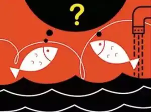 Fish Marketing