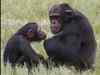 Not just humans, chimpanzees too love to watch movies together