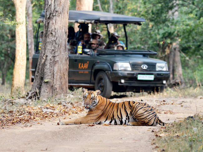 You can enjoy a safari to spot a majestic tiger on International Tiger Day (July 29). India is blessed to have protected sanctuaries for tigers.