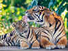International Tiger Day: India's journey from 'Ek Tha Tiger' to 'Tiger Zinda Hai'