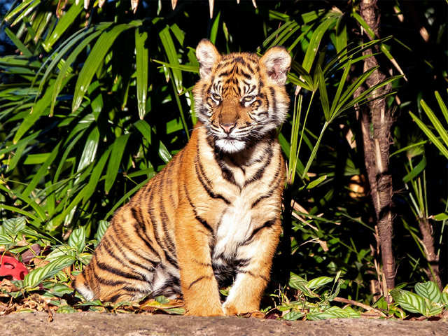 Umbrella species - International Tiger Day: India's journey from 'Ek ...