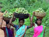 Centre to unveil five-year targeted green livelihood plan for tribals