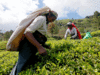 Indian tea faces tough fight overseas from African variety