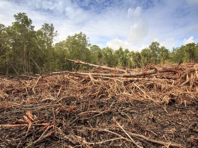 High rates of deforestation