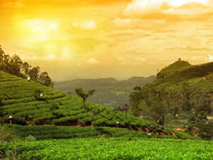 darjeeling-tea-plant-THINKSTK