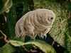 These 'indestructible' tardigrades may be alive on the Moon