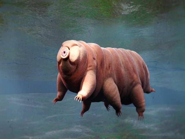 Tardigrades 