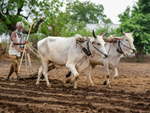 Farmer-