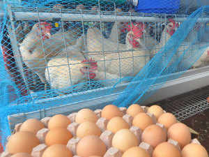 Poultry---bccl