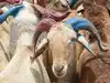 Sacrifice animal to prove devotion