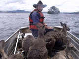 A man rescues kangaroos