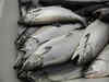 Fish prices crash; Feed cos close as fish meal industry protests 5% GST