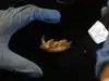 8 -year old at the time of death