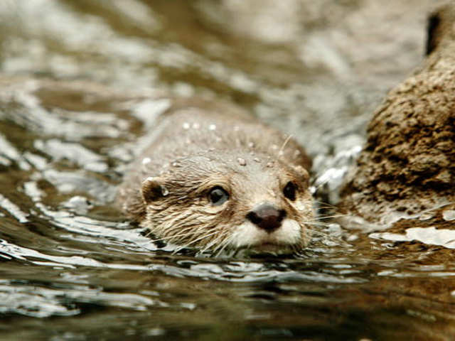 Desire for images a life threat to otters