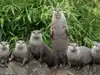 Selfie with otters: A false narrative
