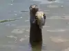 Instragrammers gain is otters' life loss