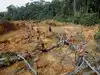 Deforestation