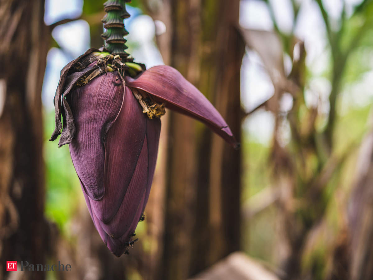 Banana Flower Did You Know That Shukto A Bengali Banana Flower Dish Was One Of Swami Vivekananda S Favourites The Economic Times