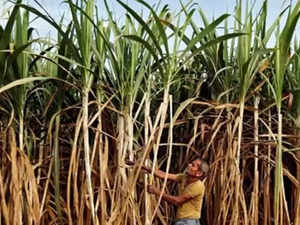 sugarcane