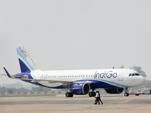 indigo-bccl1