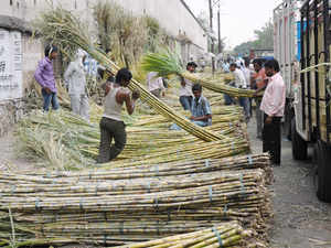 Sugarcane