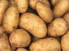 Potato drives a price wedge between 2 major producers