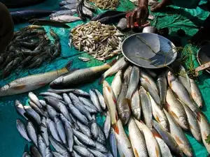 Fisheries