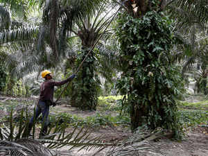 Palm Oil Reuters