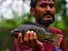 India looks to cast its net wider as China’s fish exports face US curbs