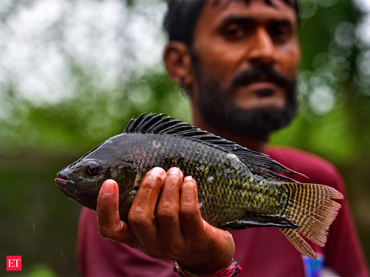 Worlds Largest Tilapia