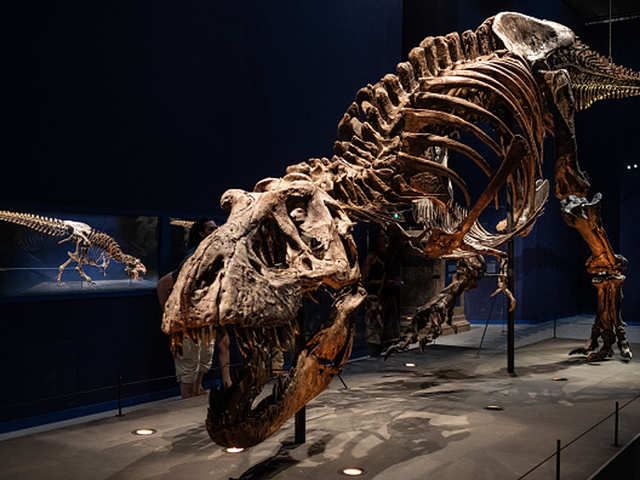 The mystery of bizarre holes in T- Rex's head